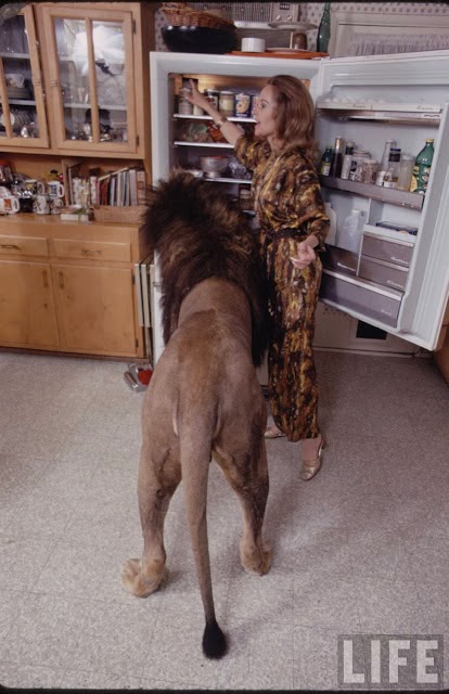 Living with a Lion, ca. 1970s (4).jpg