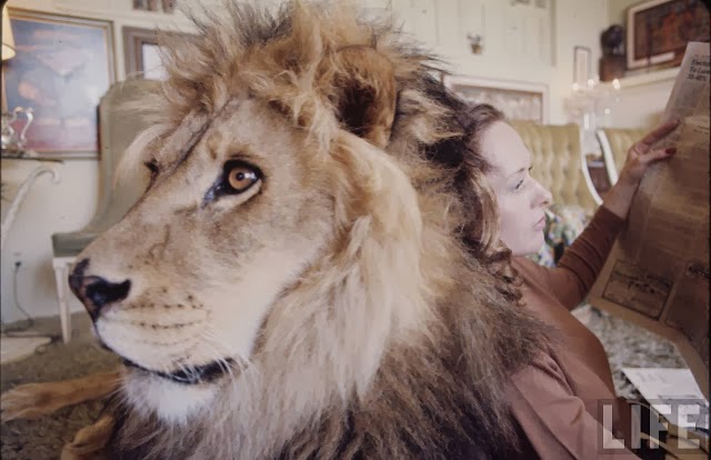 Living with a Lion, ca. 1970s (6).jpg