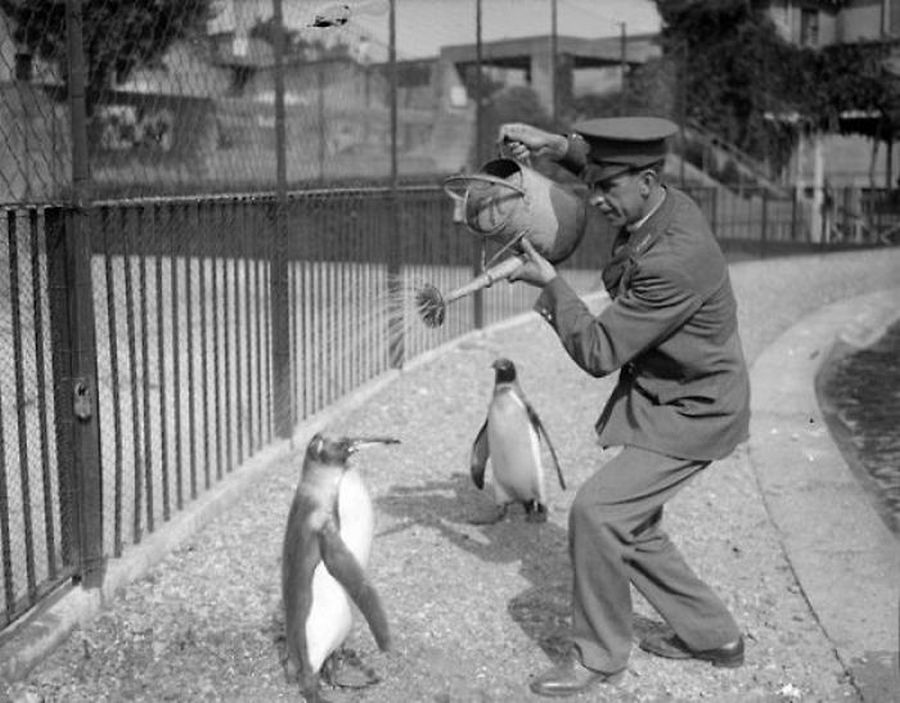 1930. A bostoni állatkert pingvinjei zuhanyoznak..jpg