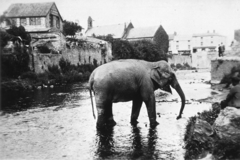 1939. Szökött cirkuszi elefánt Wales-ben..jpg