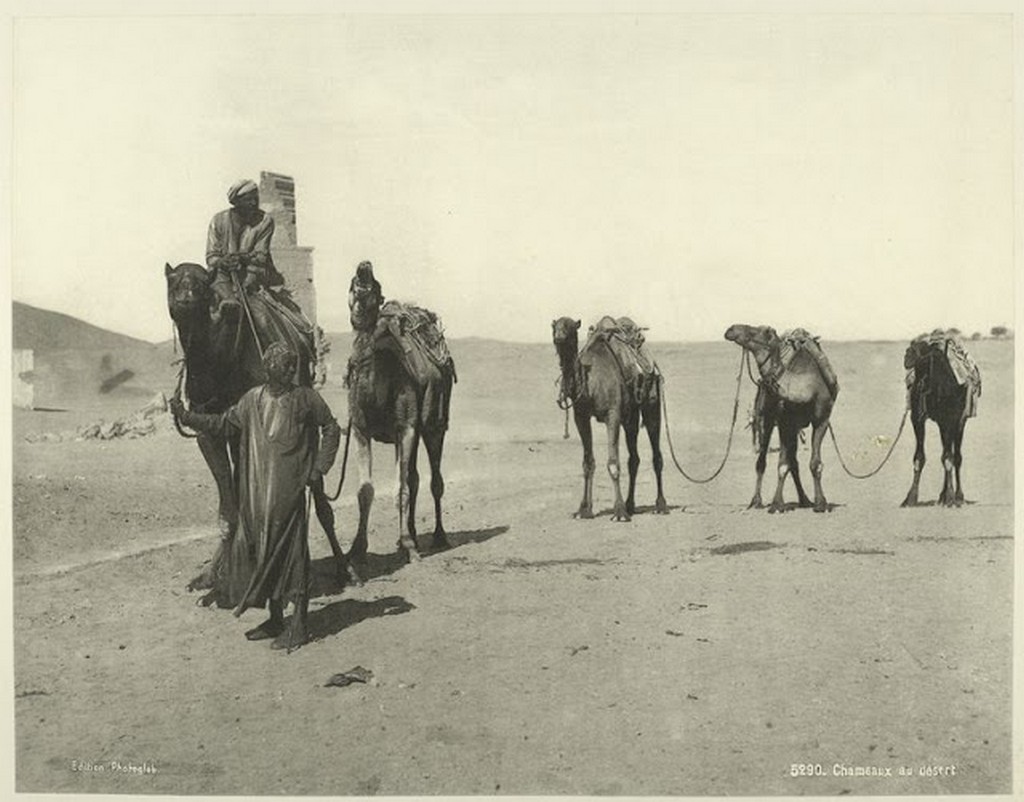 Camels in the Desert.jpg