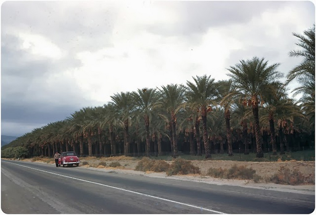 23 Date Grove between Los Angeles & Las Vegas — Early 50s.jpg
