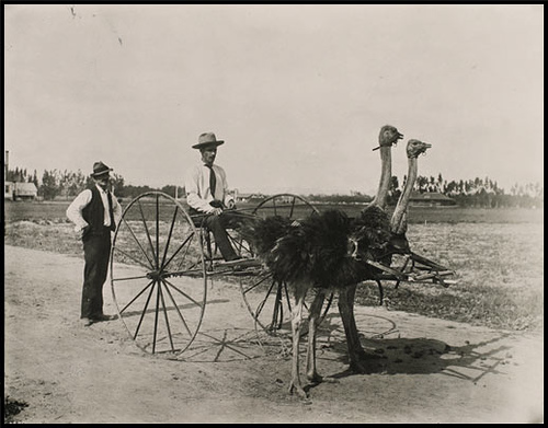 1914. Struccvontatású kordé. Egy struccfarm tulajdonosa teljesen lemodott a lovakról, amikor struccaitól mindig megvadultak..jpg