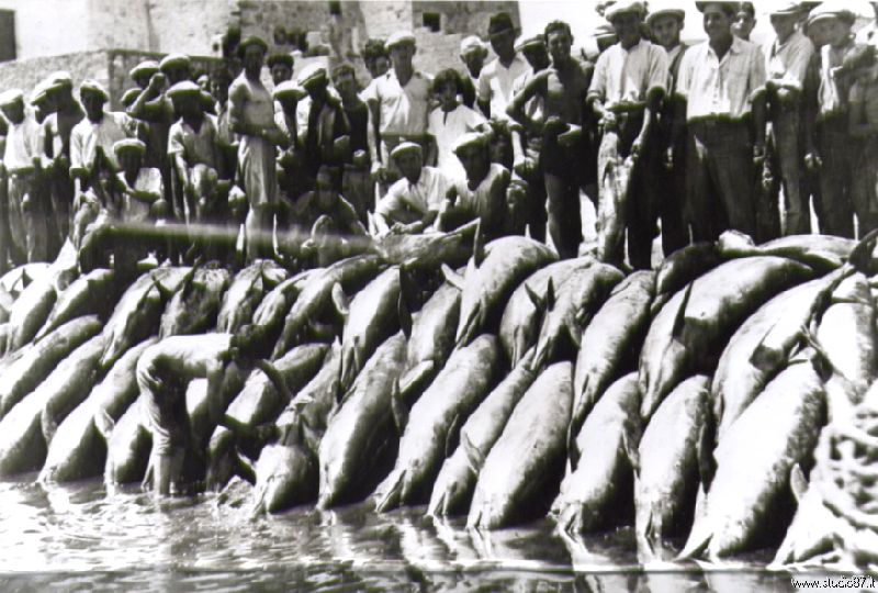 1930. Szardíniai delfinhalászok. Akkoriban a tengeli emlős még nem volt védett állat..jpg