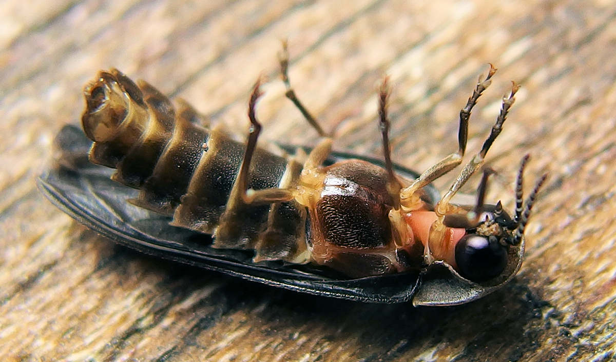 a fülöp- világító bogarak hallmark ismerkedés megjelenítése film