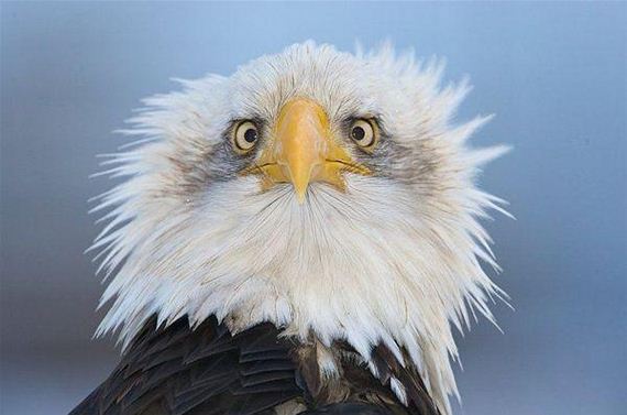 shocked-eagle.jpg