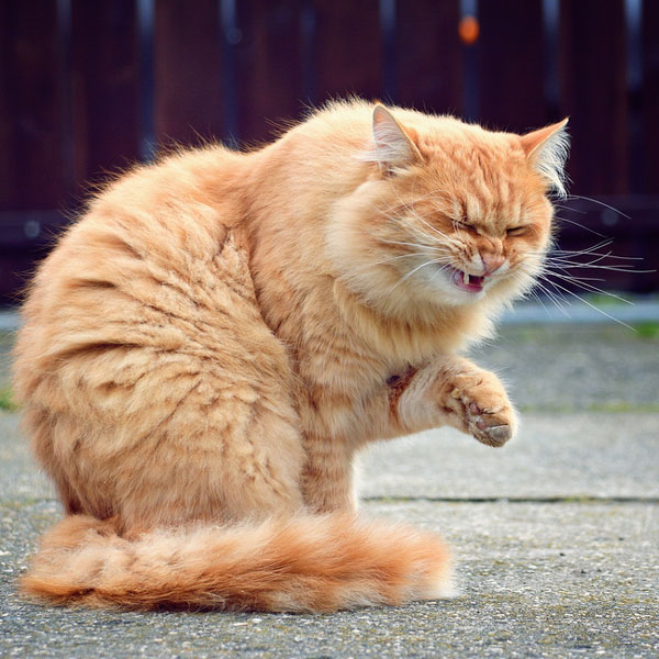 cat-sneezing-06.jpg