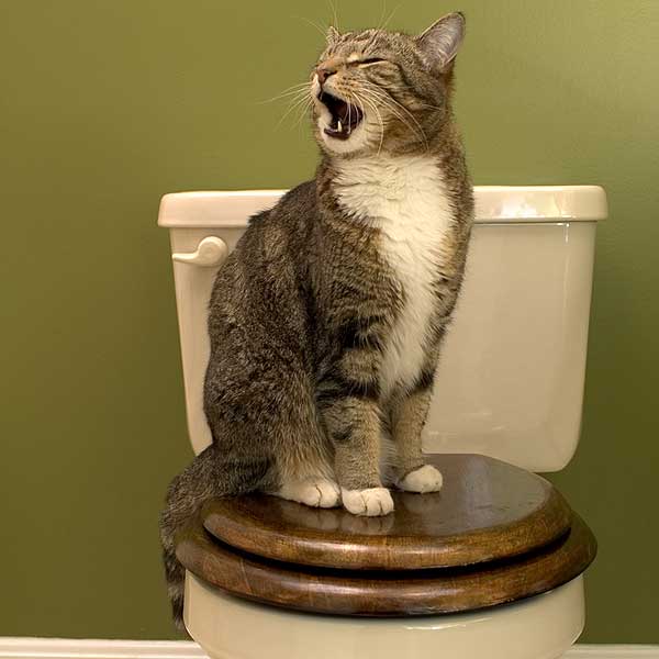 cat-toilet_1.jpg
