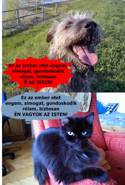 A kutya és a macska gondolkodása közti különbség :)