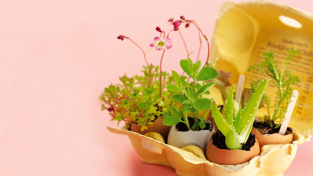 Egg-shell-garden-HERO-14bedd74-c586-4ab7-9f1a-e6f0e172a33d-0-640x360.jpg