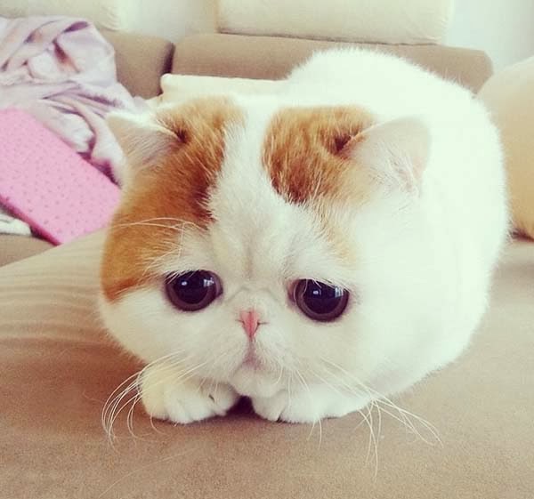snoopybabe-cute-sad-cat-1.jpg