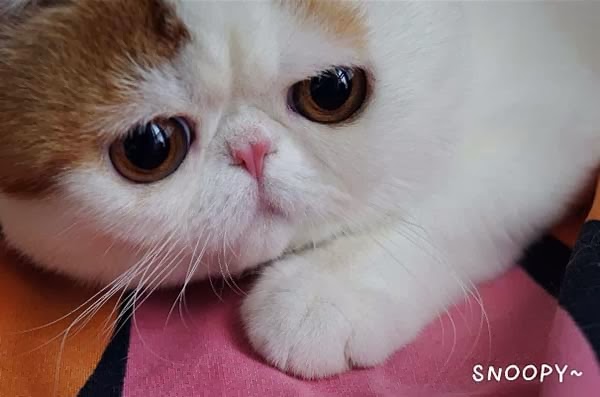 snoopybabe-cute-sad-cat-3.jpg
