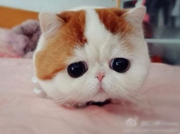 snoopybabe-cute-sad-cat-4.jpg