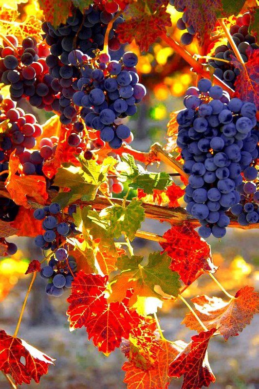 Az ősz csodabogyói: a szőlőszemek