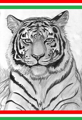 Tigris.jpg
