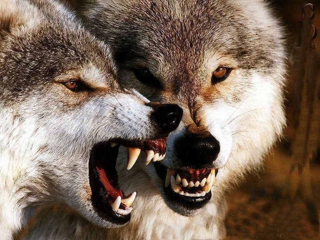 nevetés2-Snarling_Wolves.jpg