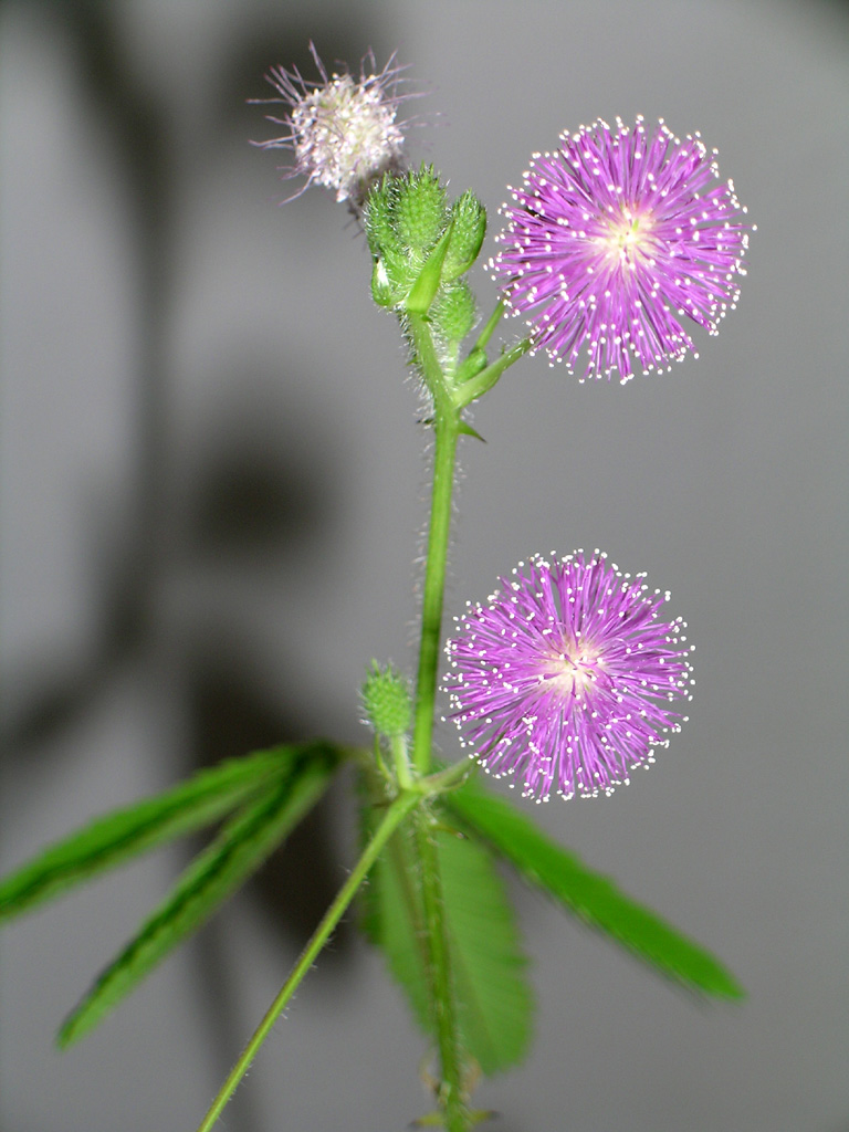 Mimosa_pudica_flower.jpg