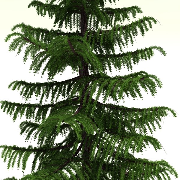 Pseudotsuga_Menziesii.jpg