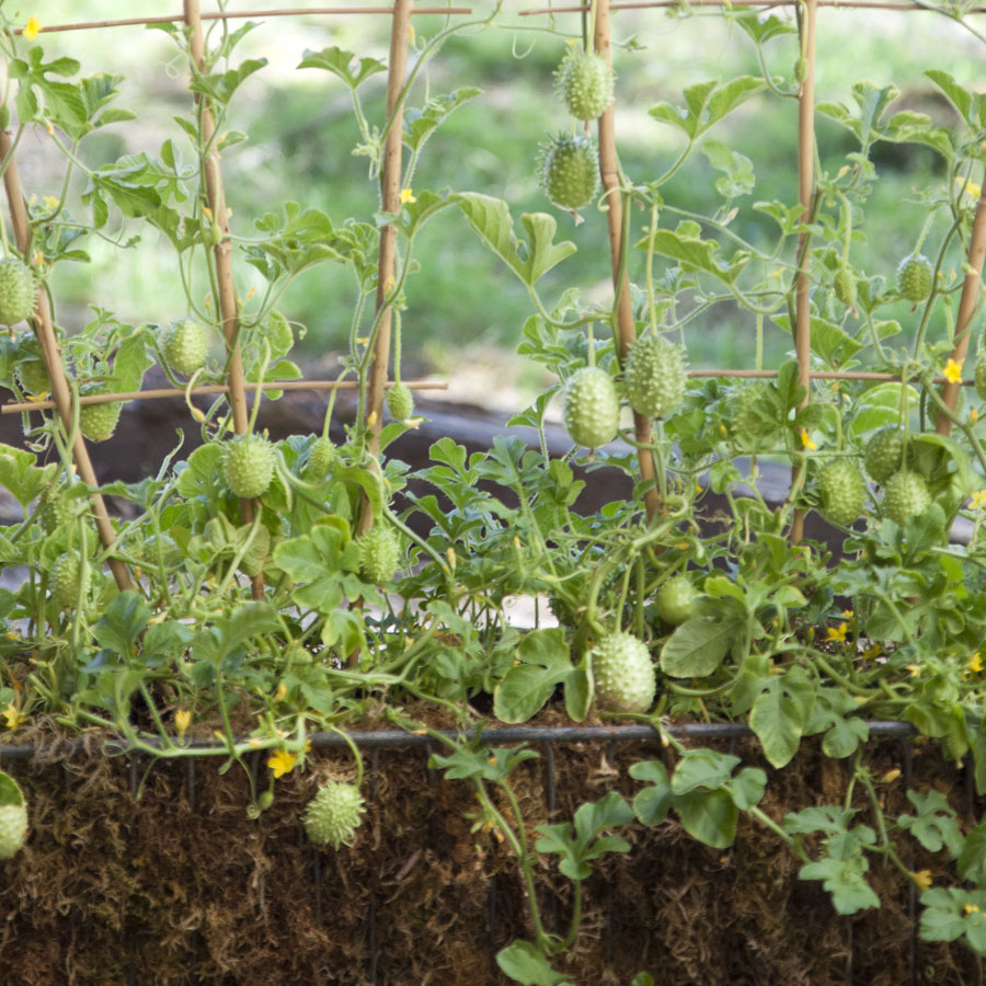 burr cucumber, cucumis anguira3.jpg