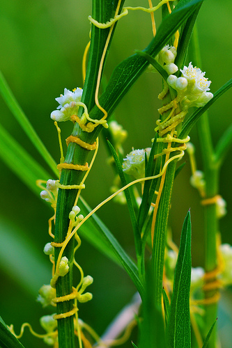 cuscuta pentagona.jpg