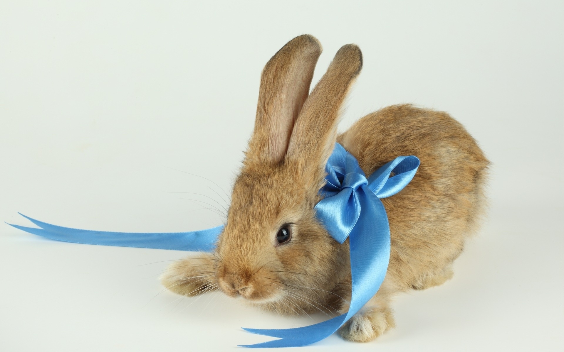 Beautiful-RABBIT.jpg