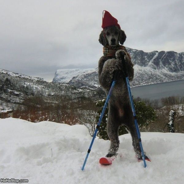 the_ski_dog.jpg