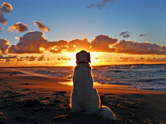 dog-and-beach-sunset-wallpaper-1024x768.jpg