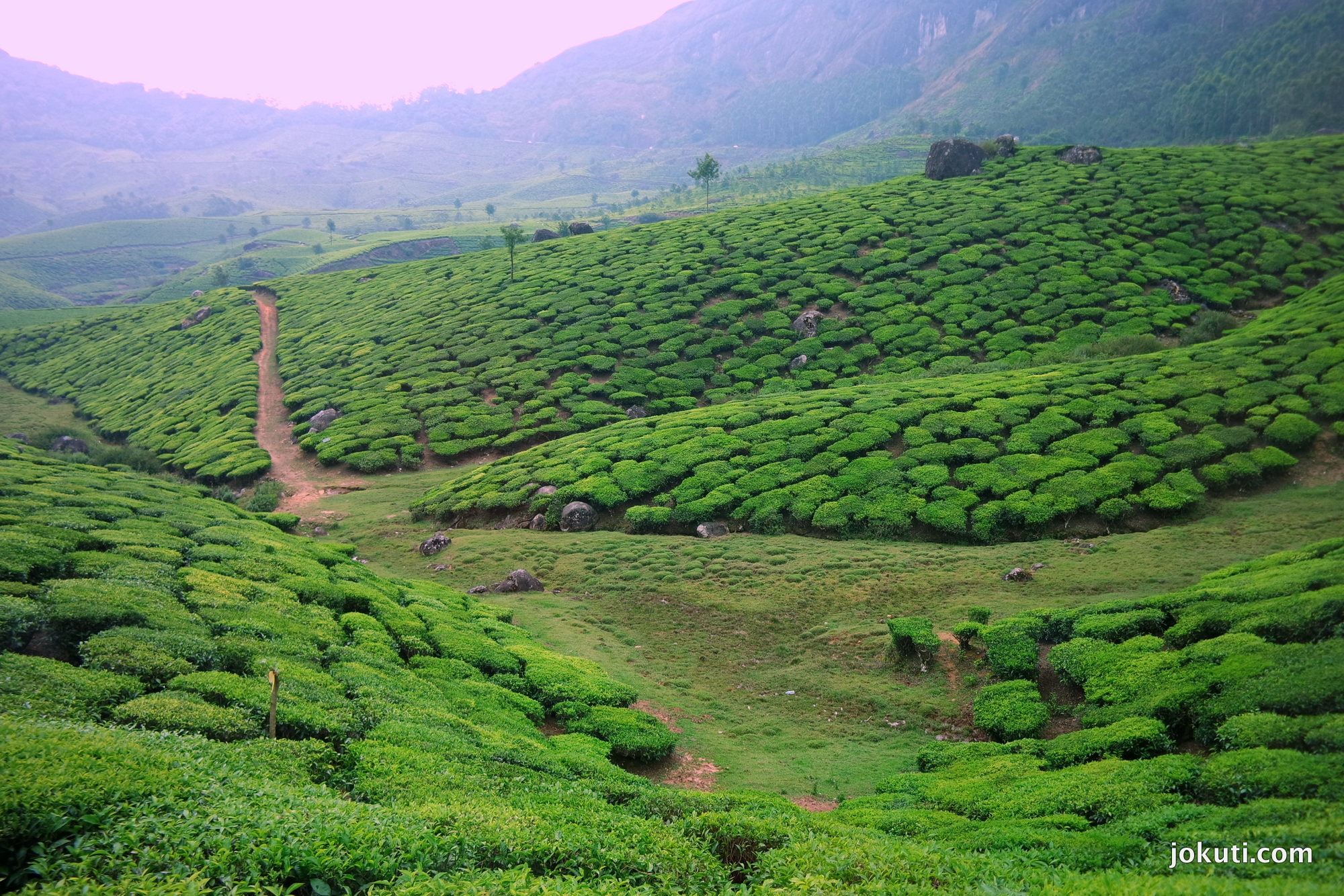 The amazing tea plantations of Munnar világevő