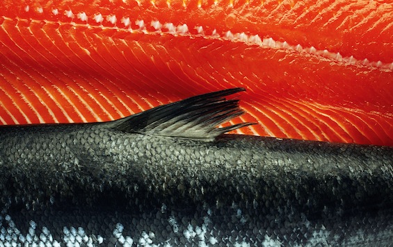 salmon2.jpg
