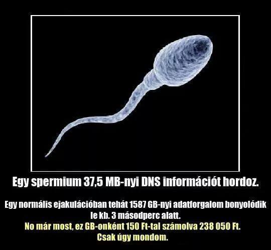 Spermium adóztatása.jpg