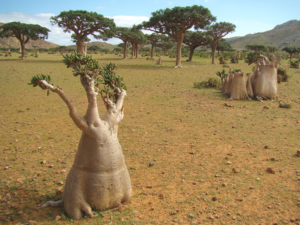 Socotra.jpg