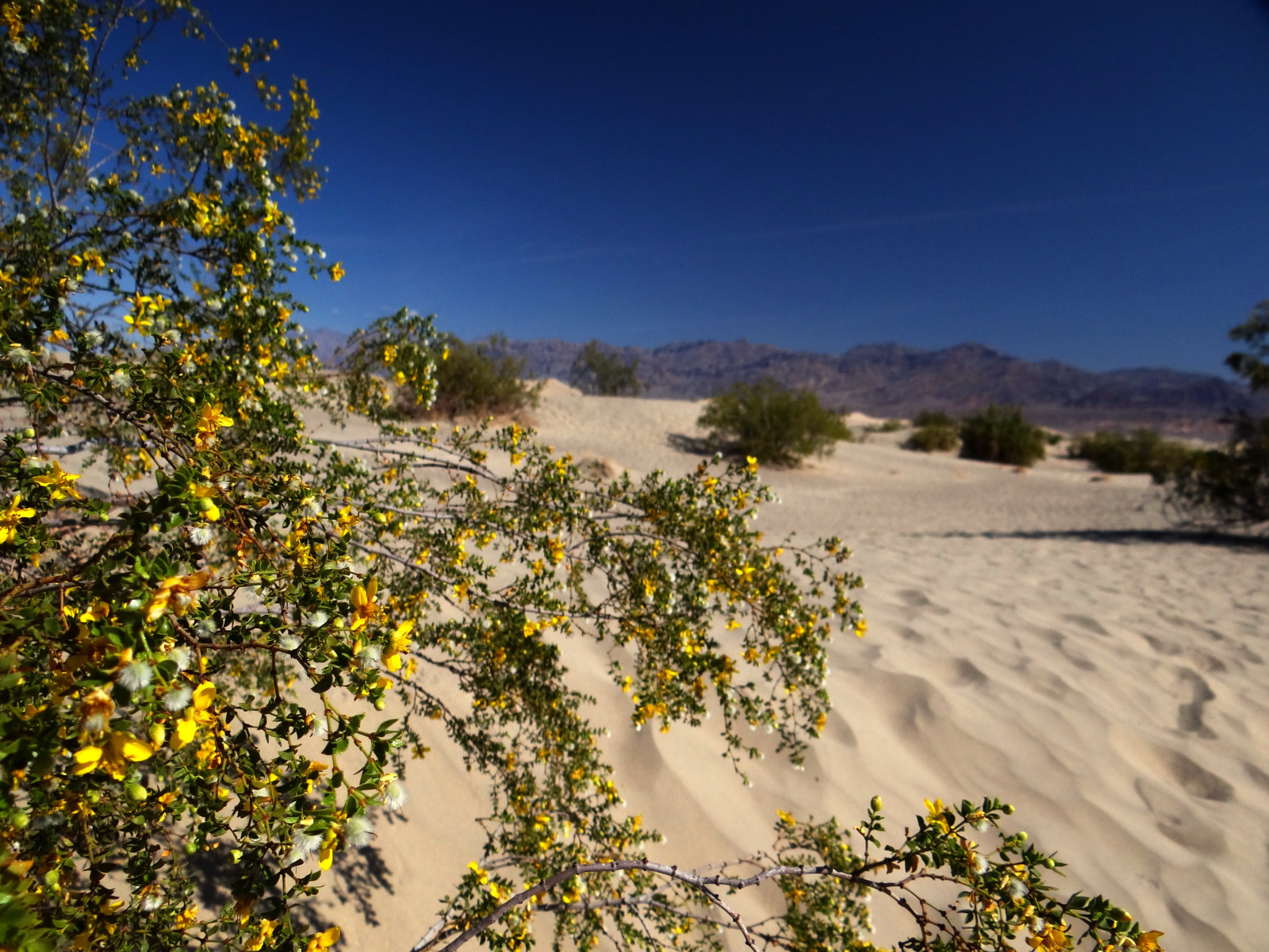 Death Valley.JPG