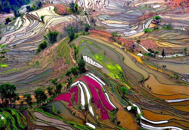 Terraced Rice Fields.jpg