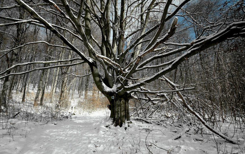 2. Téli erdő a Börzsönyben.jpg