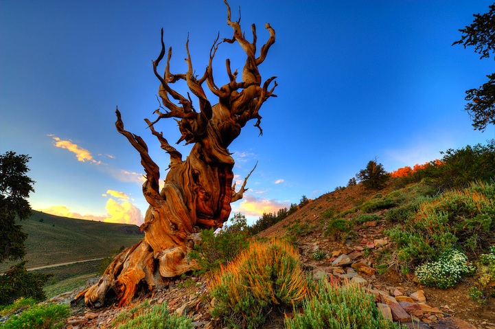 bristlecone06.jpg