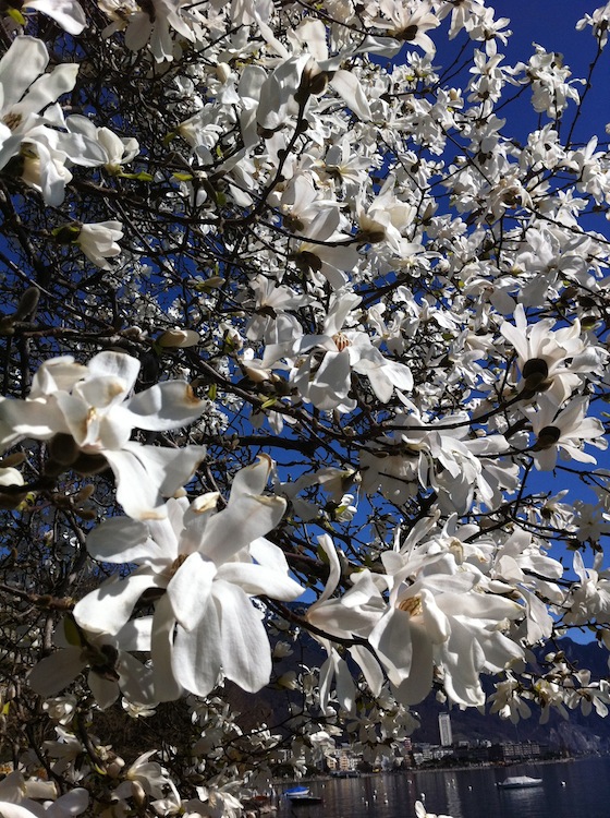 feher-magnolia-02.jpg