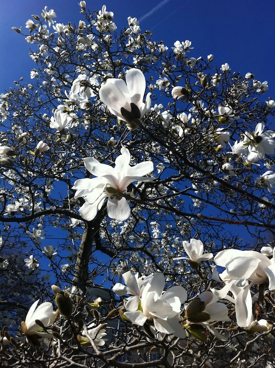 feher-magnolia-05.jpg