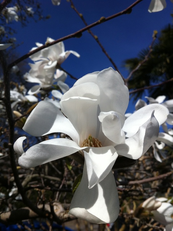 feher-magnolia-06.jpg