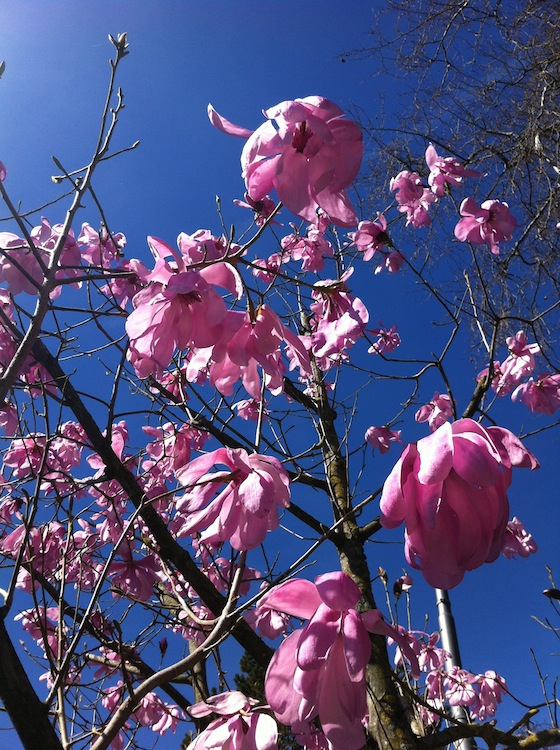 pink-magnolia-01.jpg