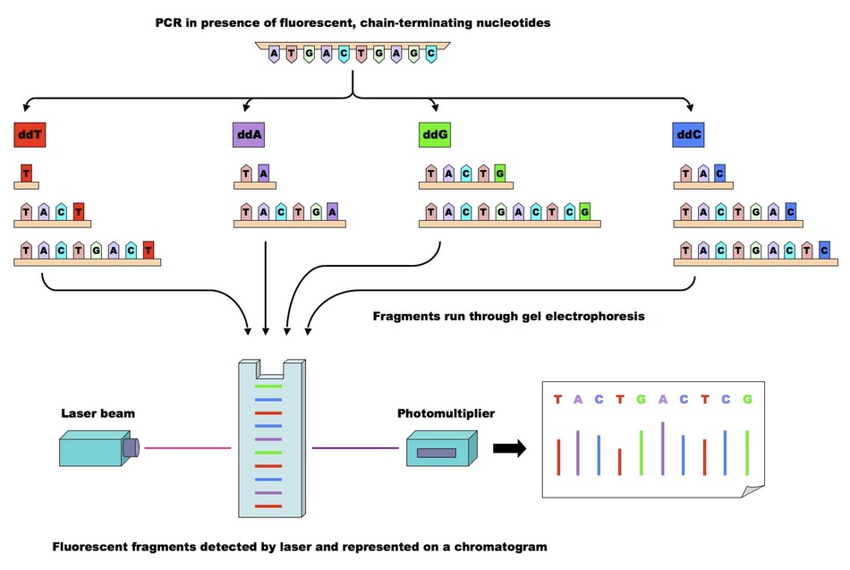 Automated sequencing