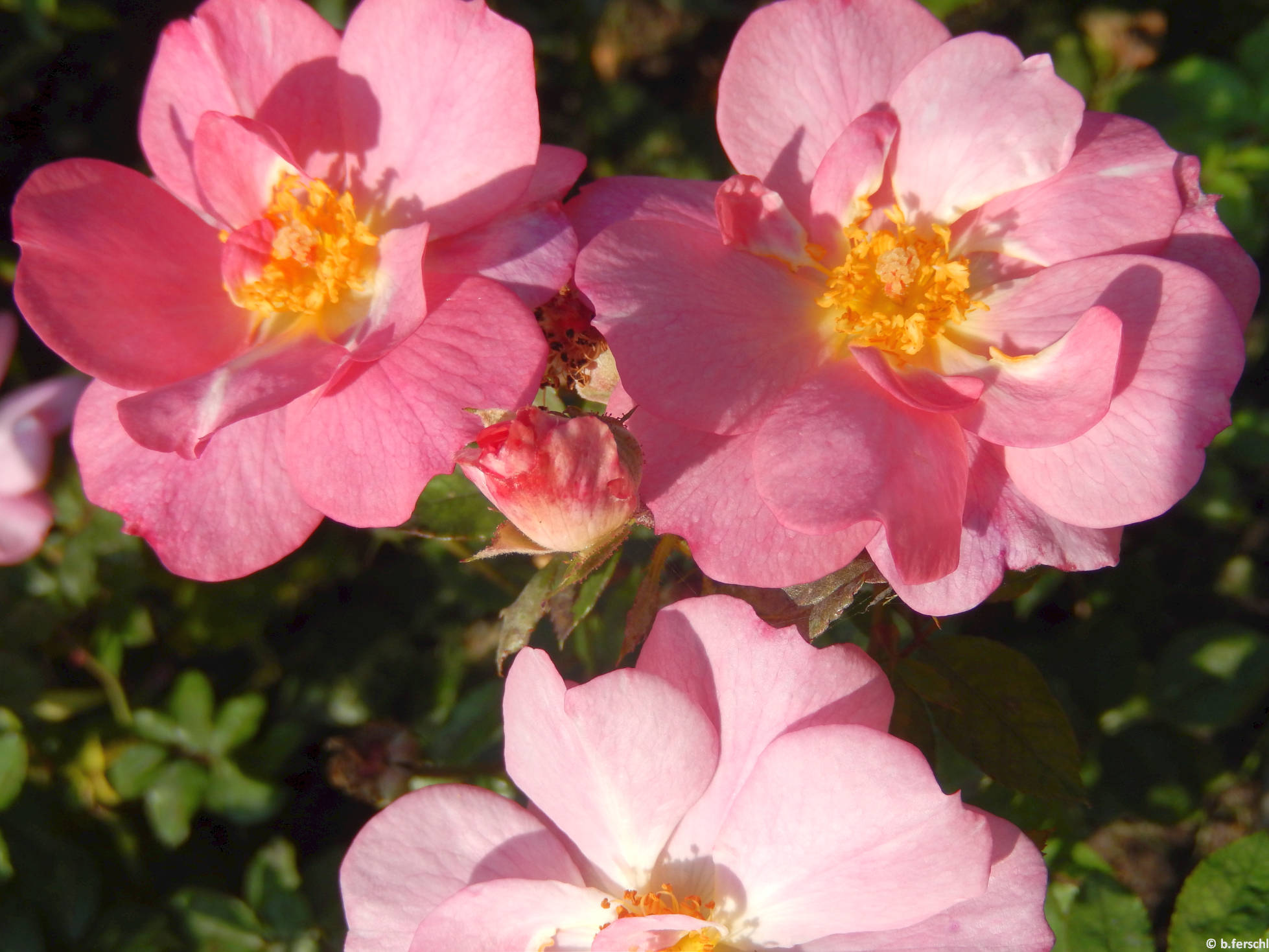 Fiume polyantha rózsa