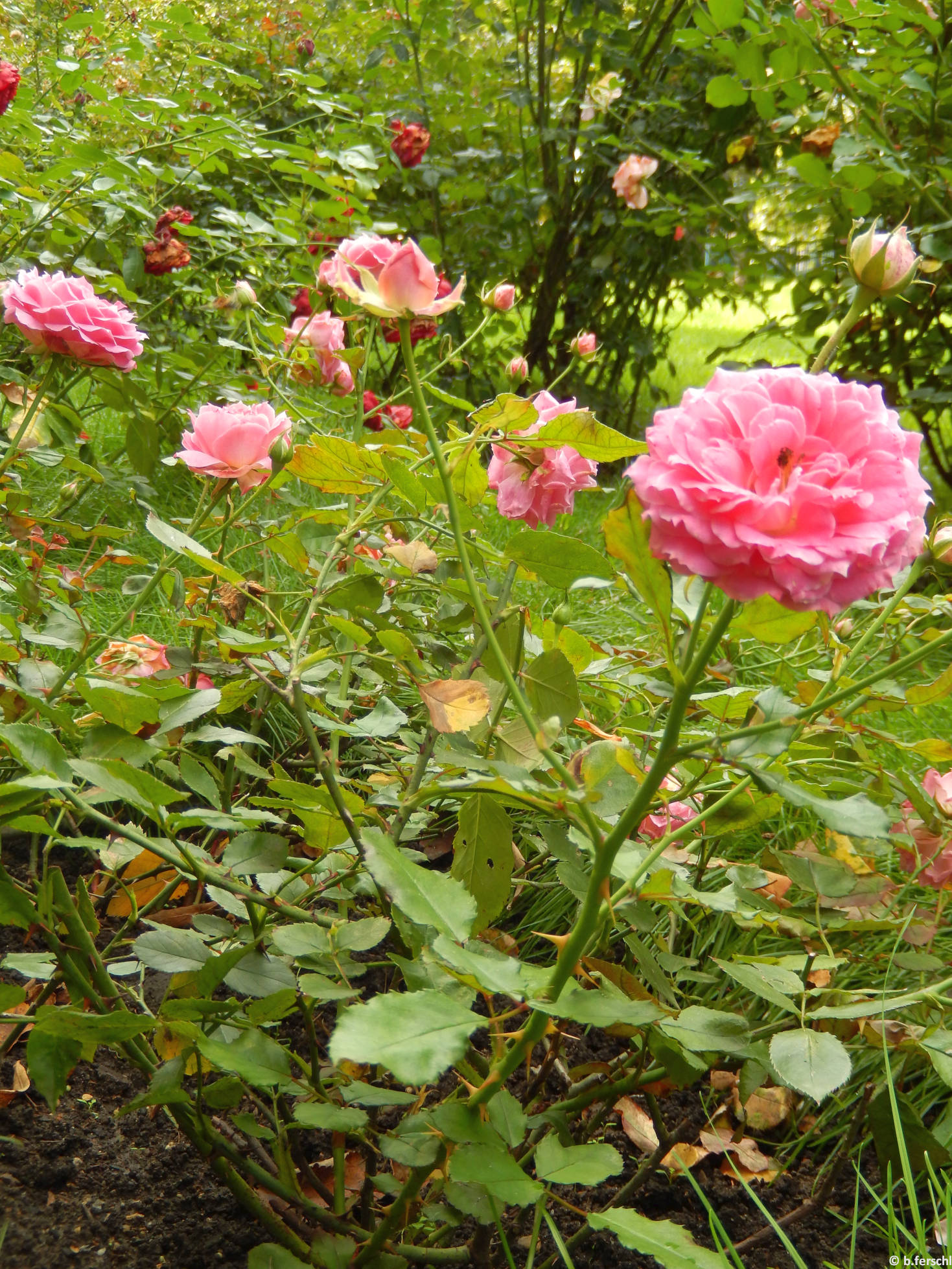 Szendrey Júlia emléke polyantha rózsa