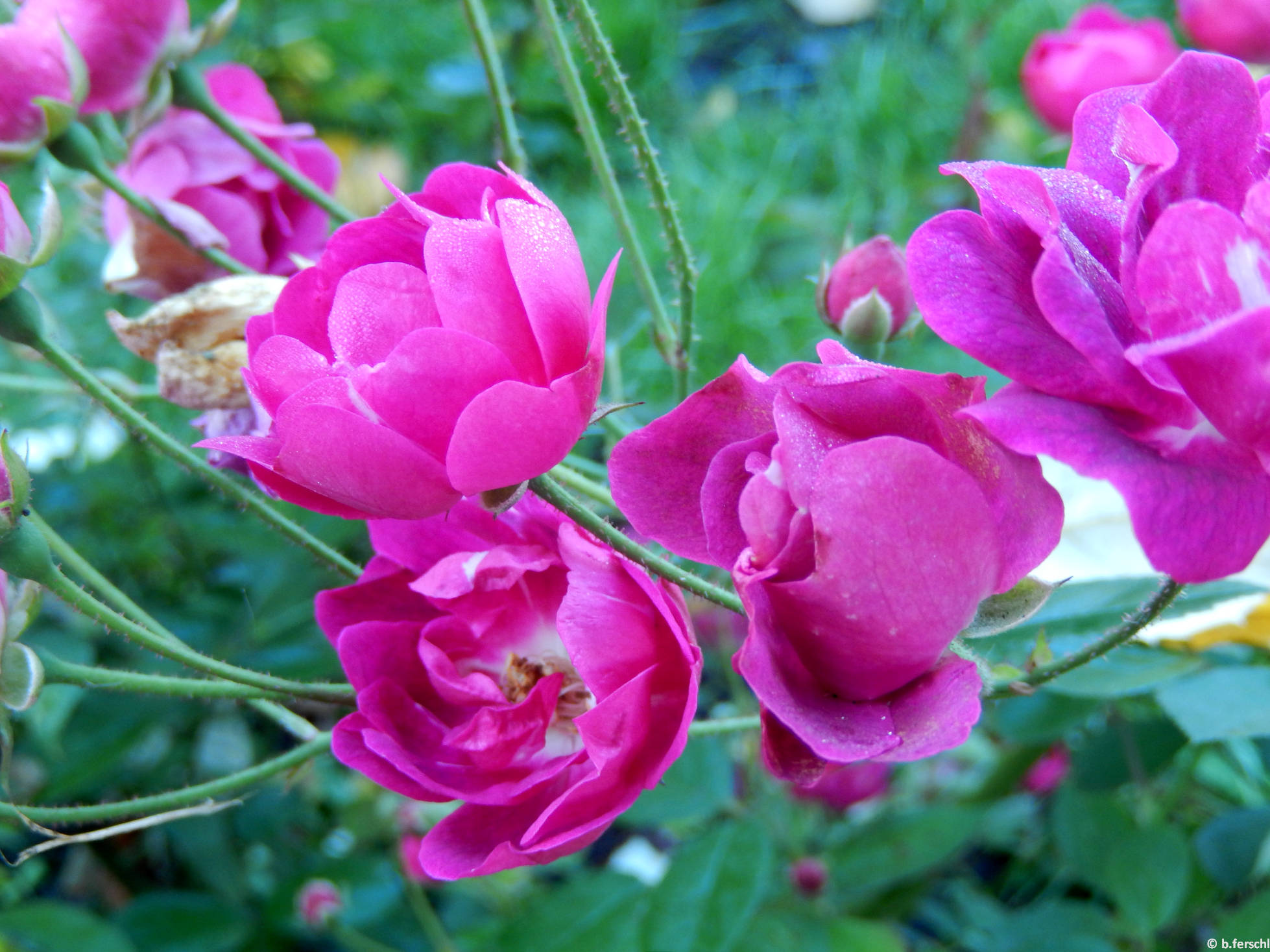 Dayka Margit emléke polyantha rózsa