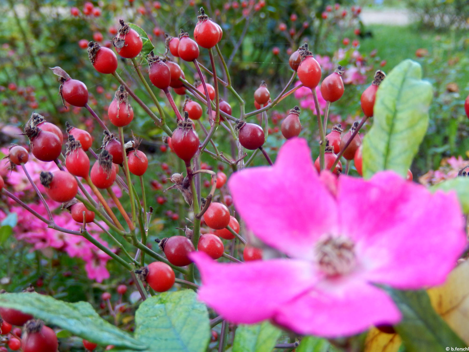 Ernye polyantha rózsa