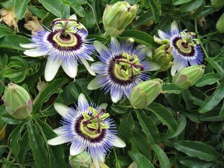 Golgotavirág, Floarea pasiunii – Passiflora caerulea - Kék golgotavirág