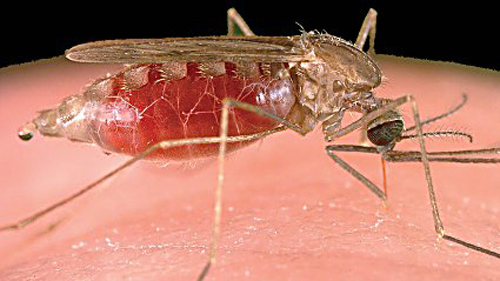 malaria-disease.jpg