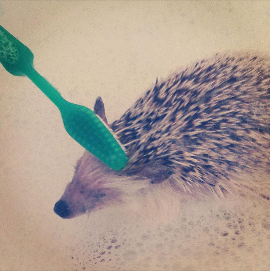 norman-cute-hedgehog-brett-jessie-20.jpg